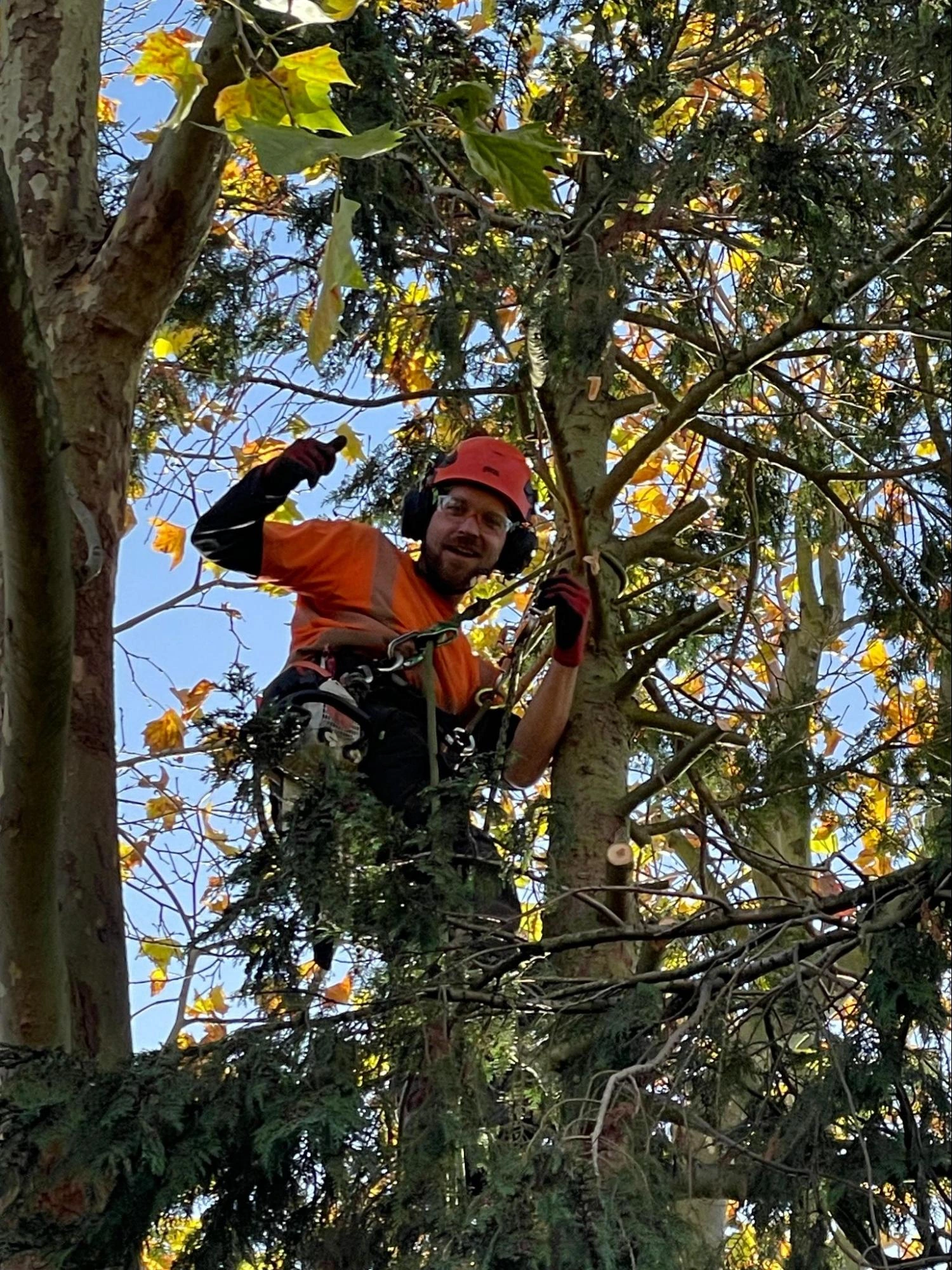 Bexleyheath Tree Care Experts
